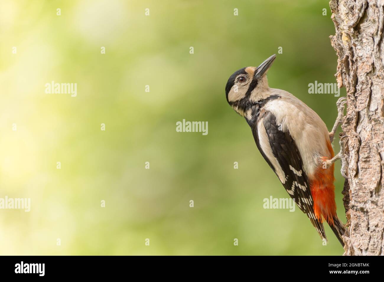 close up of  a woodpecker on a tree Stock Photo