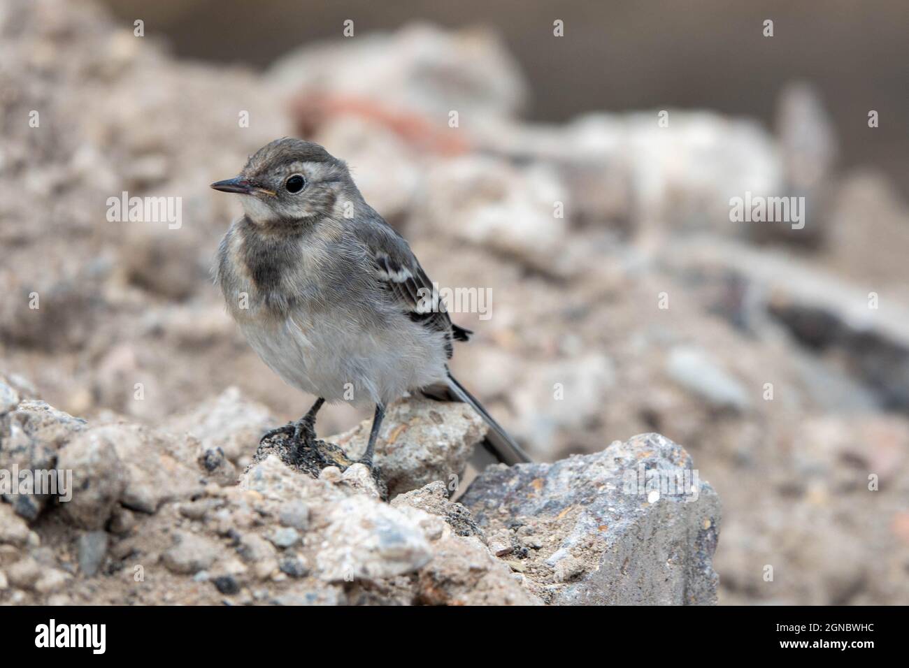 pretty young grey wagtail perched on some rubble Stock Photo
