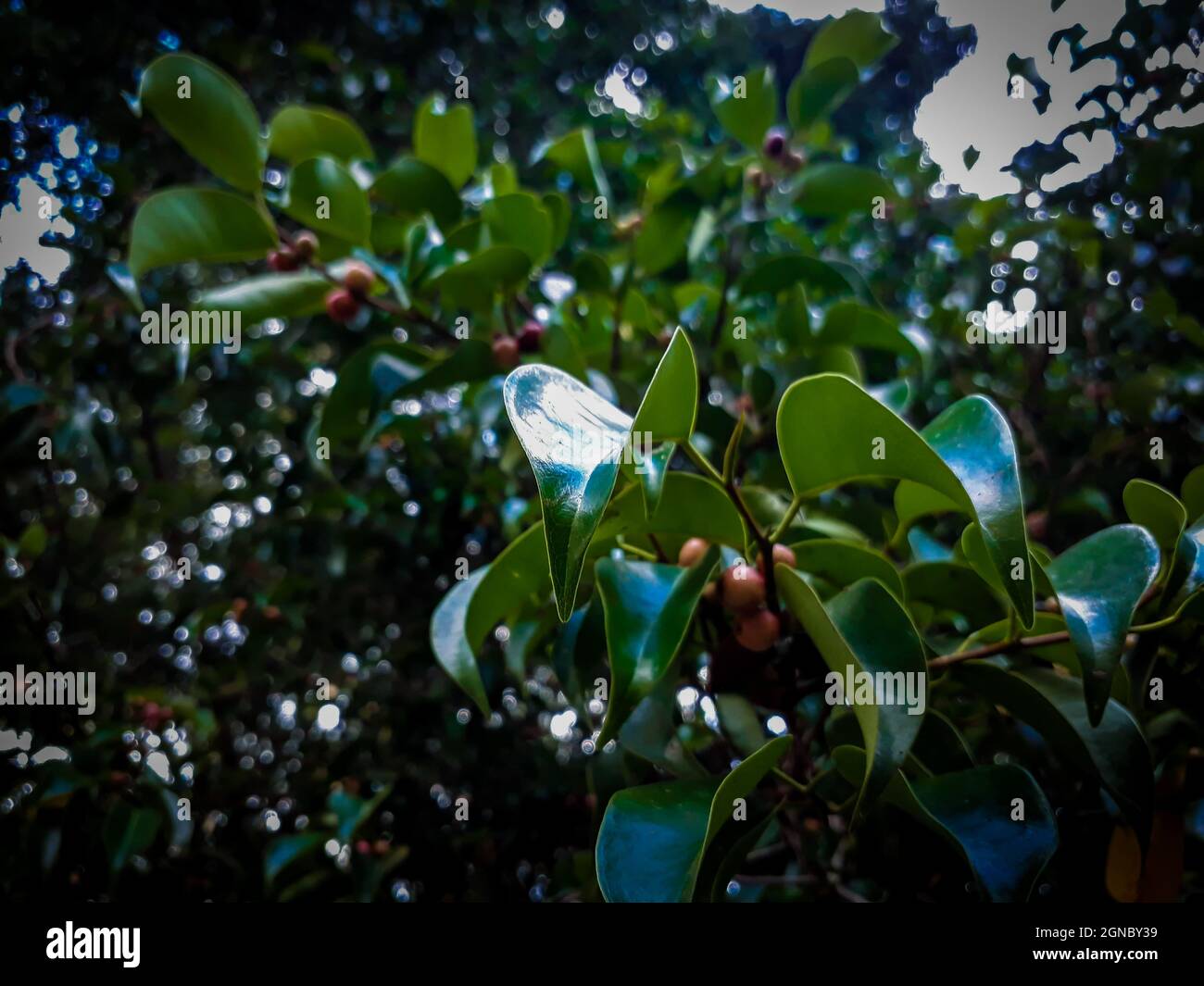 Ficus benjamina tree shrub hi-res stock photography and images - Alamy