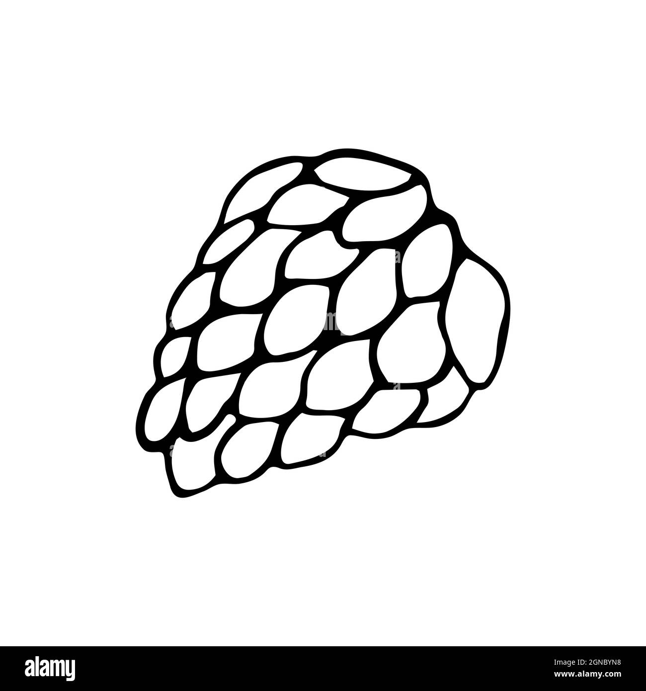 Hand drawn doodle style pinecone in vector. Isolated illustration on white background. For graphic and web design Stock Vector