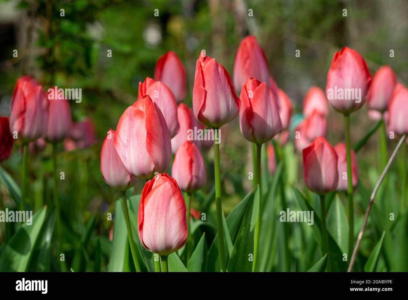 Closeup of the beautiful tulips. Selected focus Stock Photo - Alamy