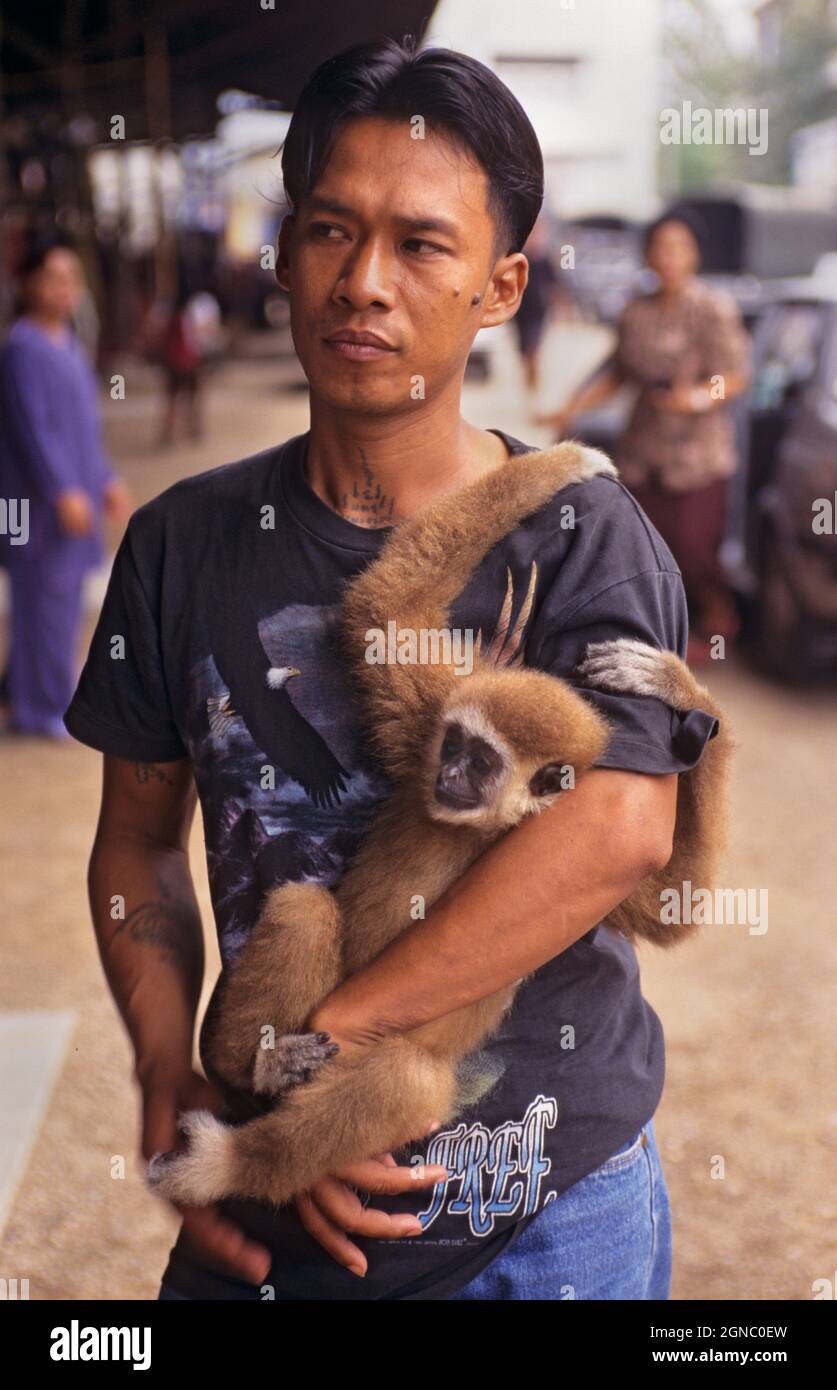 Man with young white-handed gibbon (Hylobates lar) used to pose for photographs with tourists, Damoen Saduak, Thailand Stock Photo