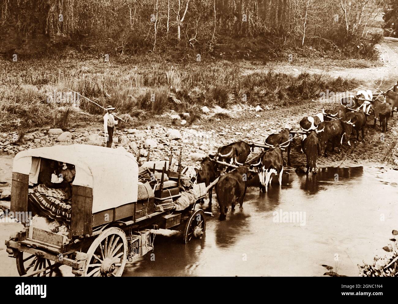 Boers On The Great Trek Victorian Period Stock Photo Alamy Boers On The Great Trek Victorian Period Stock Photo Alamy