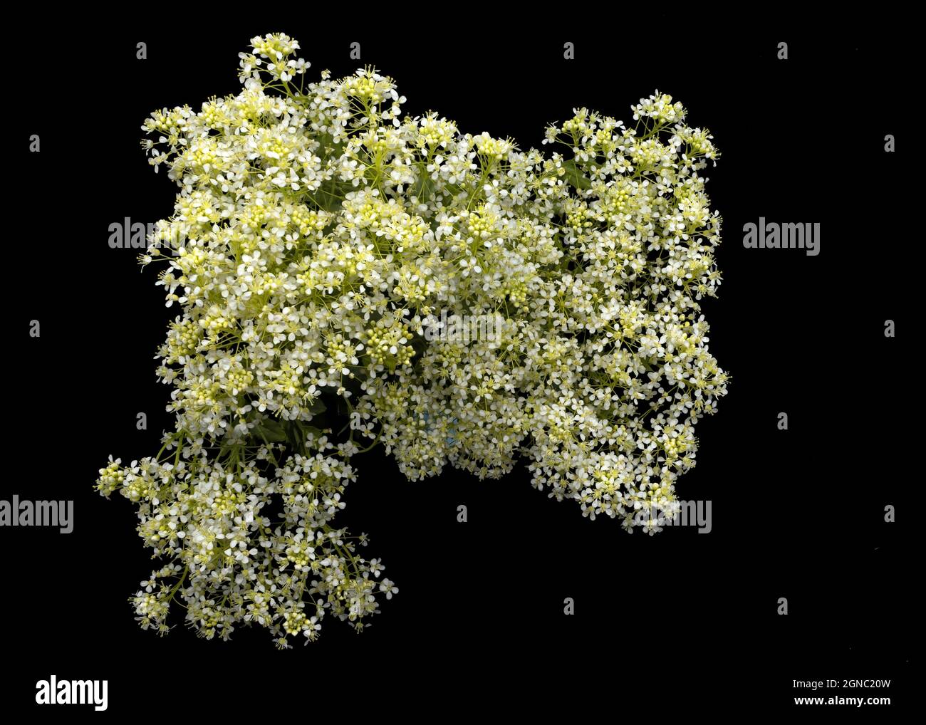 whitetop, perennial peppergrass, Stock Photo