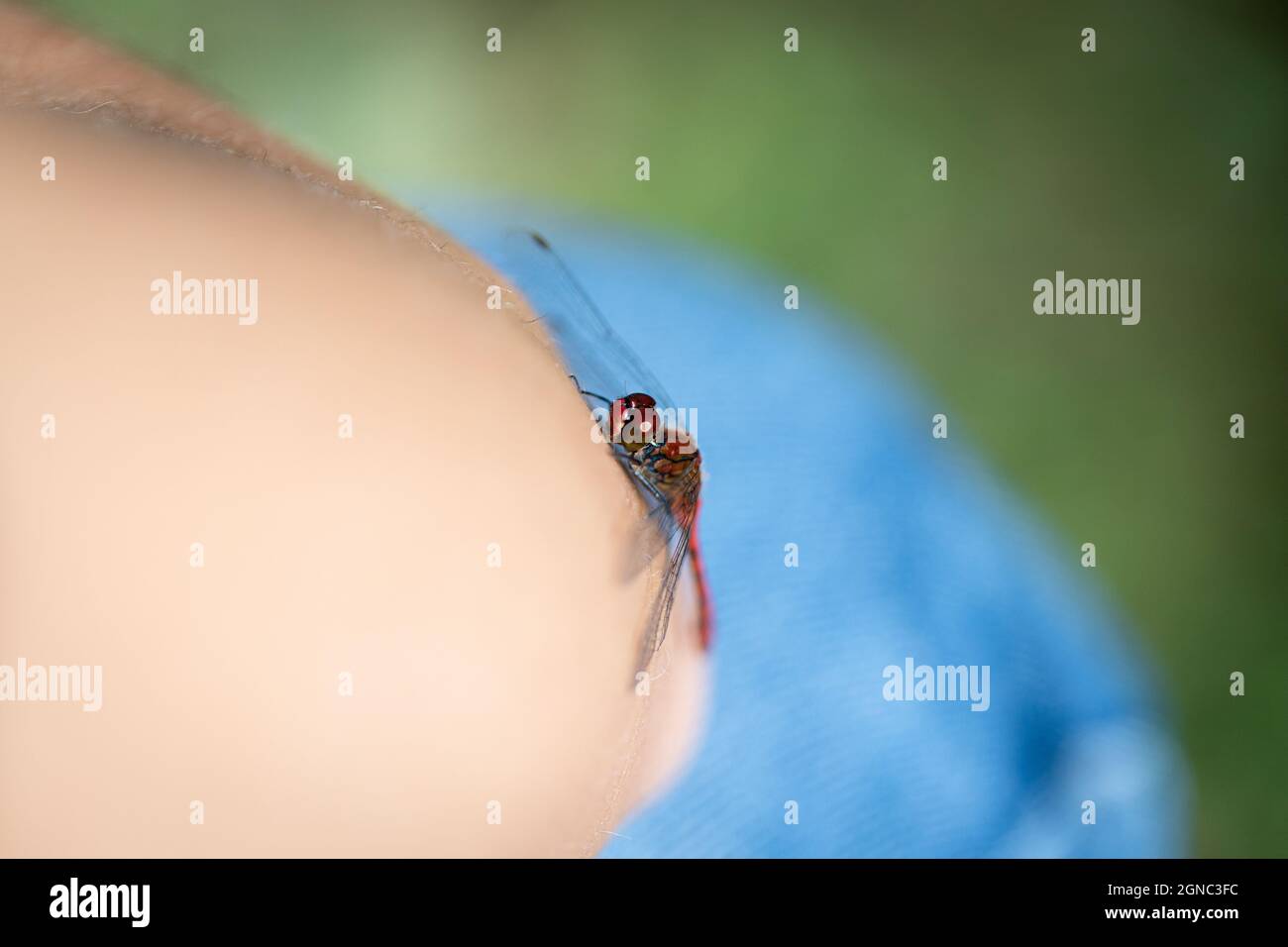 Dragonfly sits on the girl's arm Stock Photo