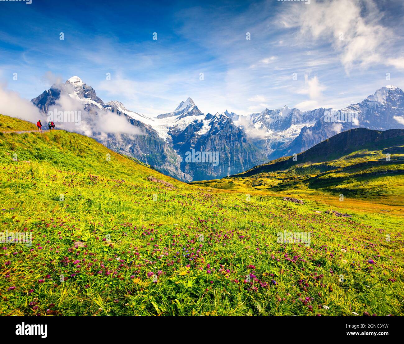 Colorful summer view near Bachalpsee lake with Schreckhorn and Wetterhorn peaks in the morning mist. Green morning scene in the Swiss Bernese Alps, Gr Stock Photo
