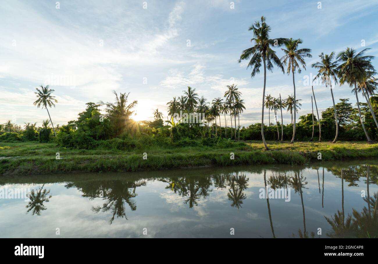 Lake coconut palm hi-res stock photography and images - Alamy