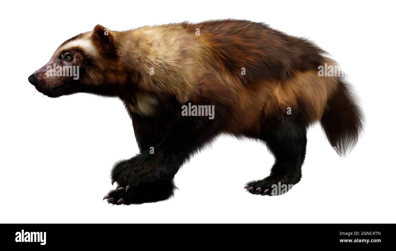 3D rendering of a wolverine animal isolated on white background Stock Photo  - Alamy