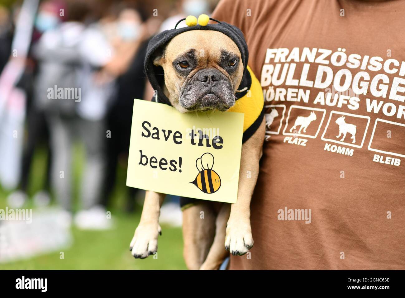 Heidelberg, Germany - 24th September 2021: Dog during Global Climate Strike demonstration with sign saying 'Save the bees' Stock Photo