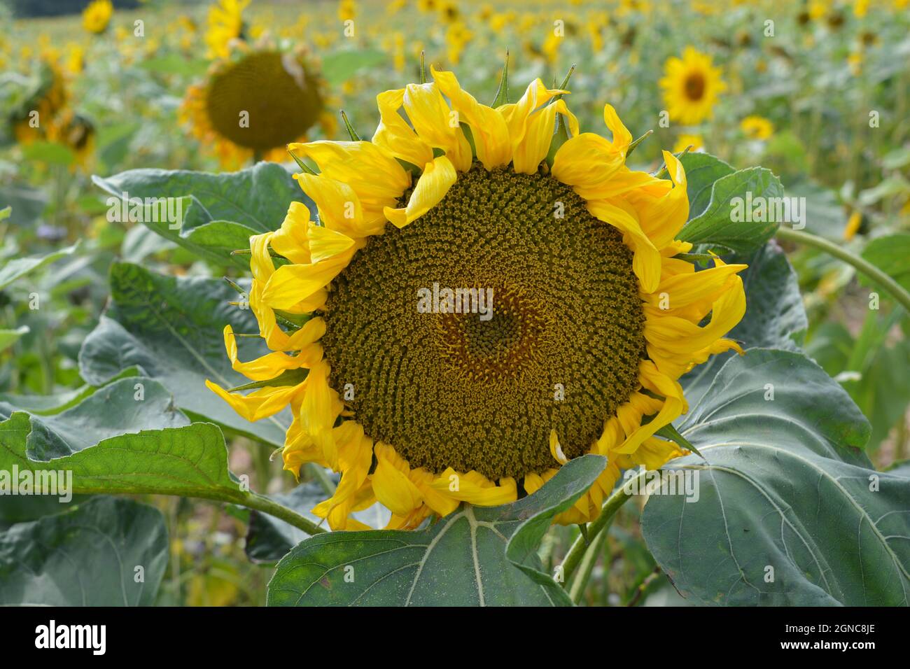 Sunflower field, closeup Stock Photo Alamy