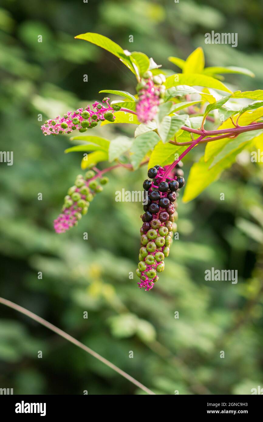 Phytolacca americana, American pokeweed with fruit, pokeweed, dragonberries is a poisonous plant, invasive, Spain, Europe. Stock Photo