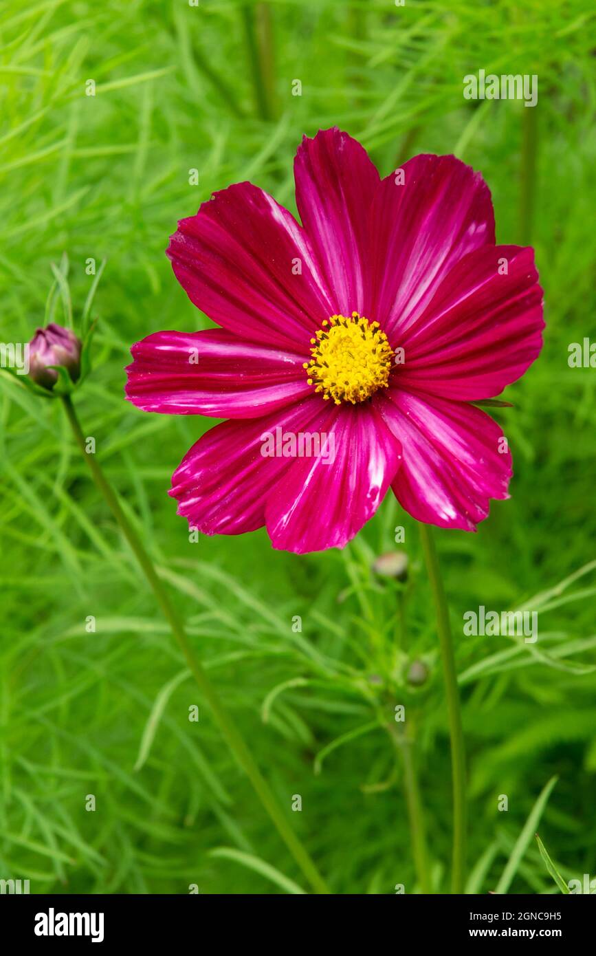 Close up view of purple cosmos flower growing in a garden in summer. Stock Photo