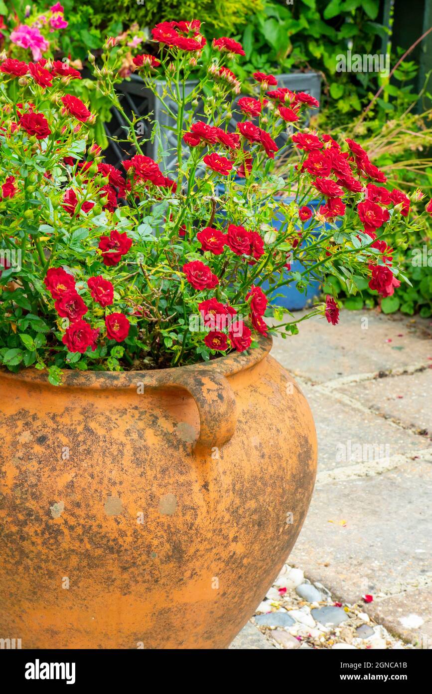 Plant in terracotta pot hires stock photography and images Alamy