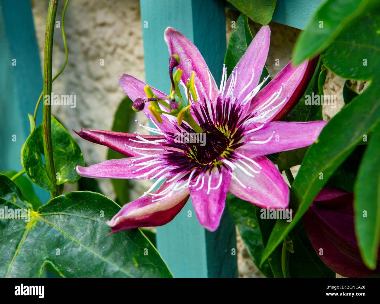 Passiflora or passion flower or passion vine, is a genus of about 550 species of flowering plants, the type genus of the family Passifloraceae. Stock Photo