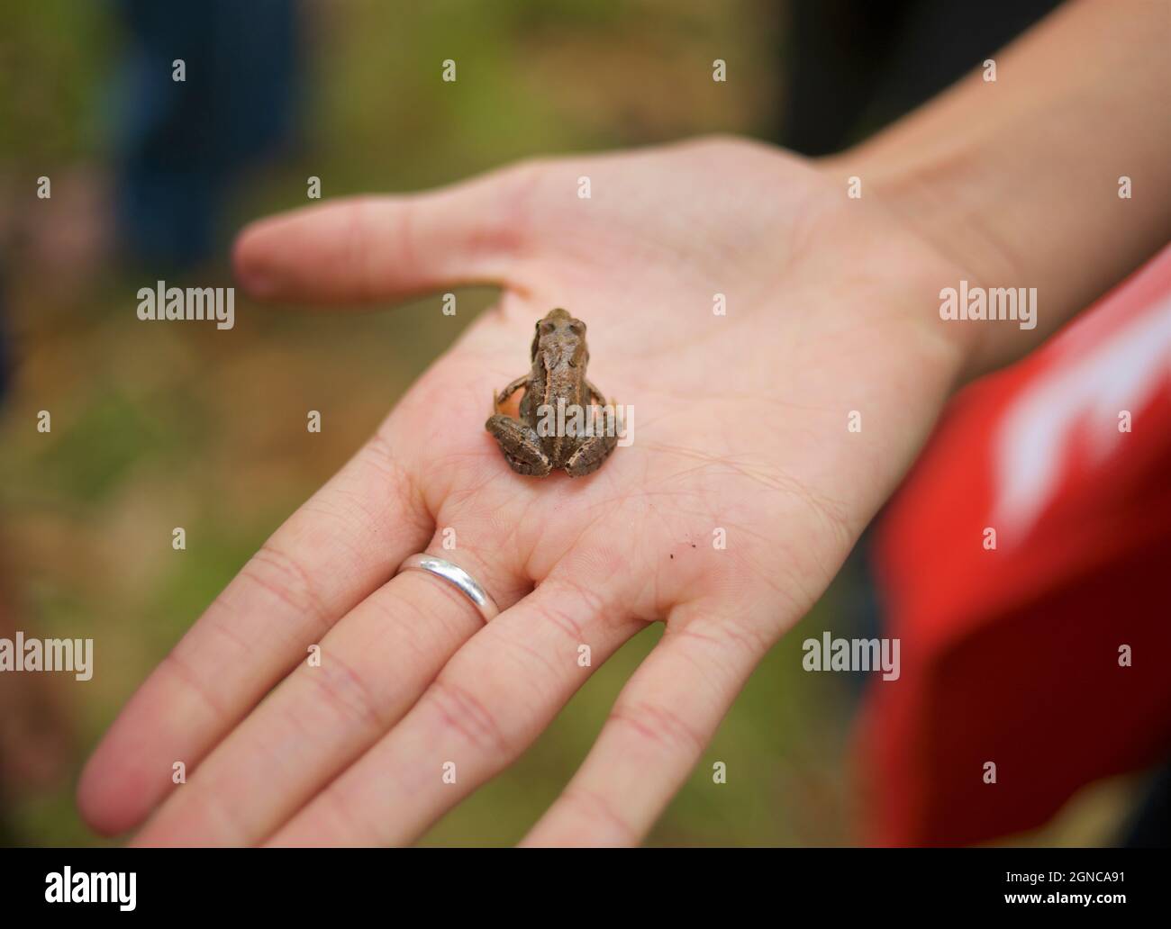 Tiny frog in palm hand hi-res stock photography and images - Alamy