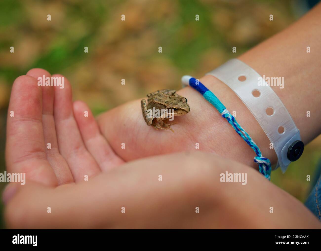 Diminutive frog on a girl's wrist. Norfolk, EnglandTiny colourful frong set against red background of a bench with pointing finger for scale. Western Australia Stock Photo