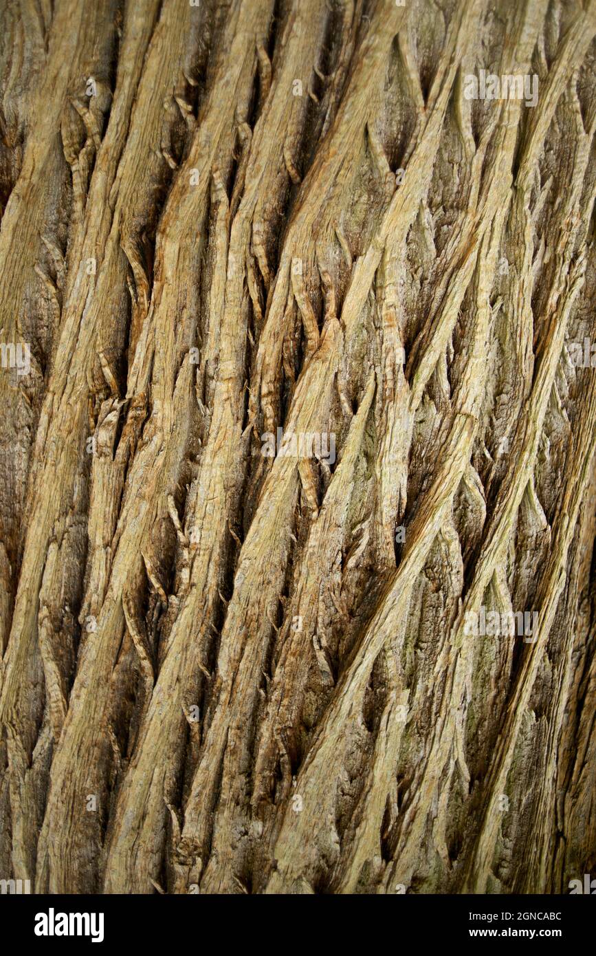 Detail of outer bark of tree. Norfolk, England Stock Photo