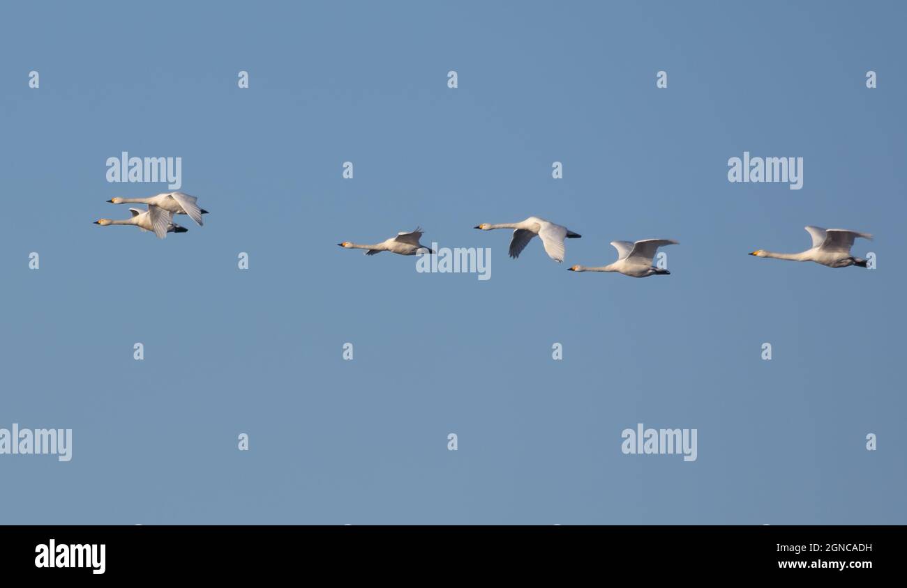 Flock of Tundra swans (Cygnus columbianus) migrates in flight on clear blue spring sky Stock Photo