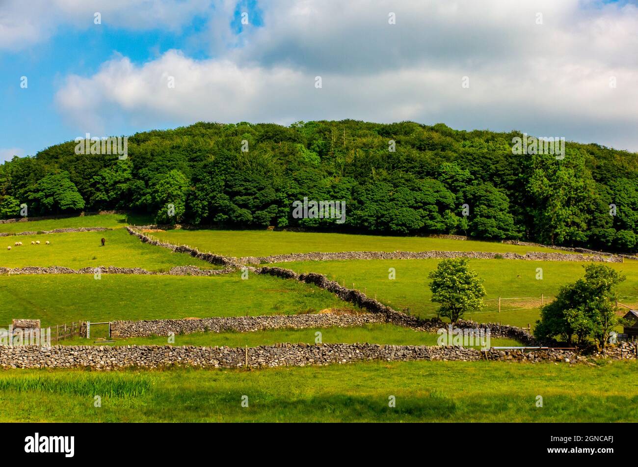 Drystone walls in landscape near Peak Forest in the Peak District