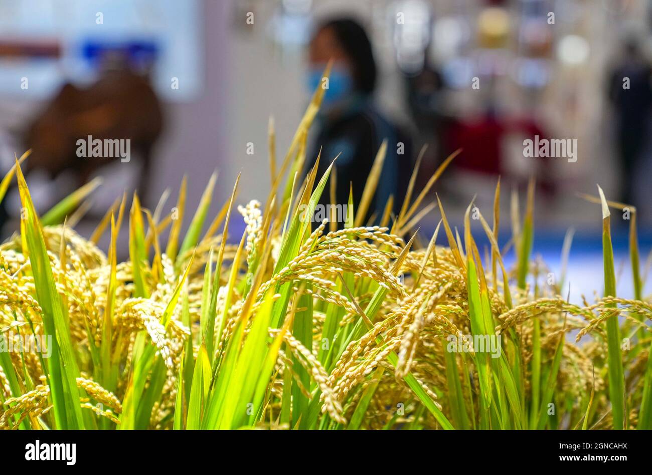 Changchun, China's Jilin Province. 24th Sep, 2021. People watch samples of saline-alkali tolerant rice at the 13th China-Northeast Asia Expo in Changchun, northeast China's Jilin Province, on Sept. 24, 2021. The 13th China-Northeast Asia Expo is held online and offline from Sept. 23 to 27 in Changchun, capital city of northeast China's Jilin Province. Credit: Xu Chang/Xinhua/Alamy Live News Stock Photo