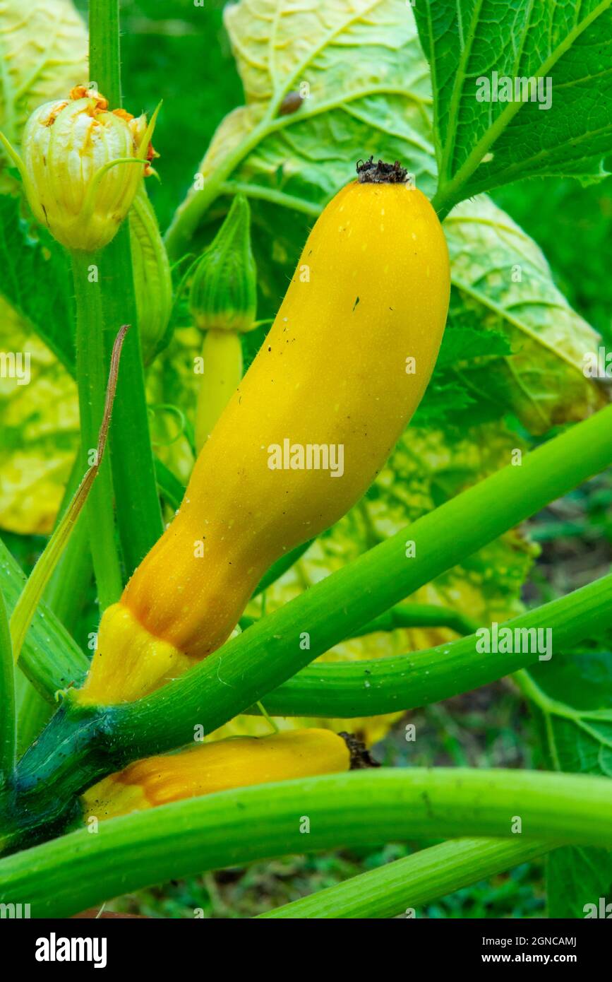 Yellow courgette atena plant growing in a vegetable garden. Stock Photo