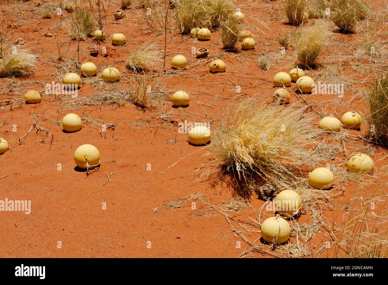 Wild Melons (Tsamma melon, Citrullus ecirrhosus) in Namib desert south of Sesriem, Maltahöhe District, Hardap Region, Namibia Stock Photo
