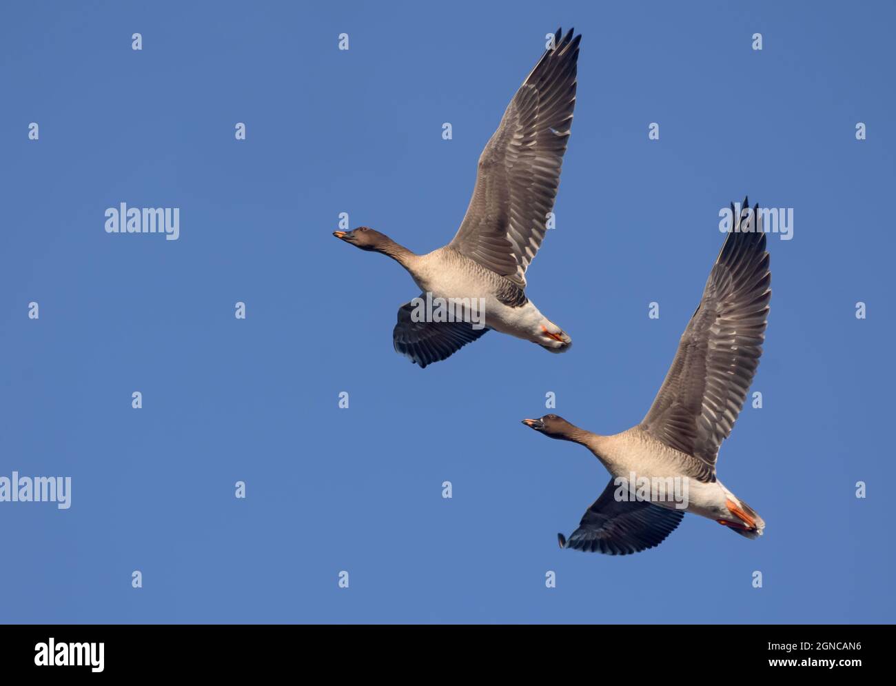 Loving couple of bean geese (Anser fabalis) sync fly in blue sky close to each other in spring Stock Photo