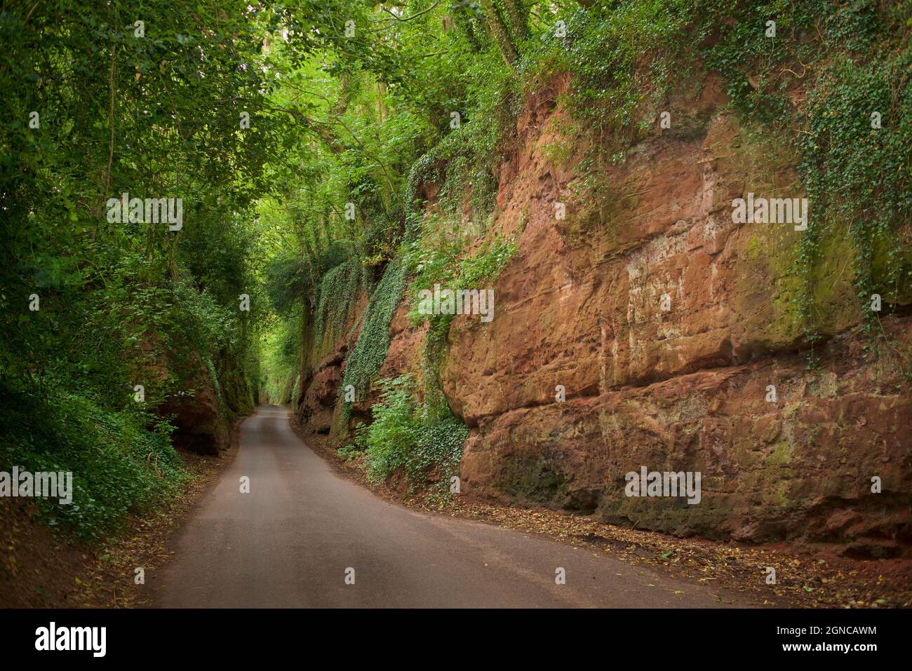 Nynehead hollow near Taunton, Somerset, Engand, UK. Hollow way, Sunken Lane, West Country. Sandstone gorge at Nynehead. The gorge is cut through Triassic Otter Sandstone. Its creation in the mid 19C provided work for local men in winter. Stock Photo
