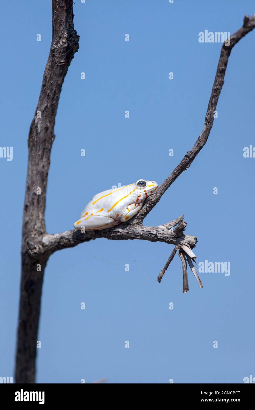 A Painted Reed Frog, Hyperolius marmoratus, sits on a branch Stock Photo