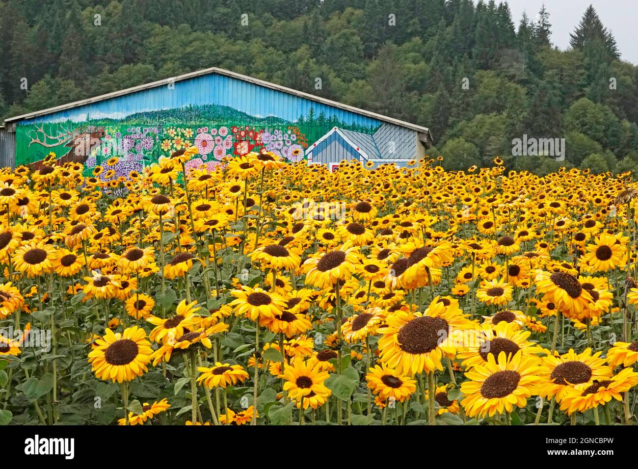 Highway 101 hires stock photography and images Alamy