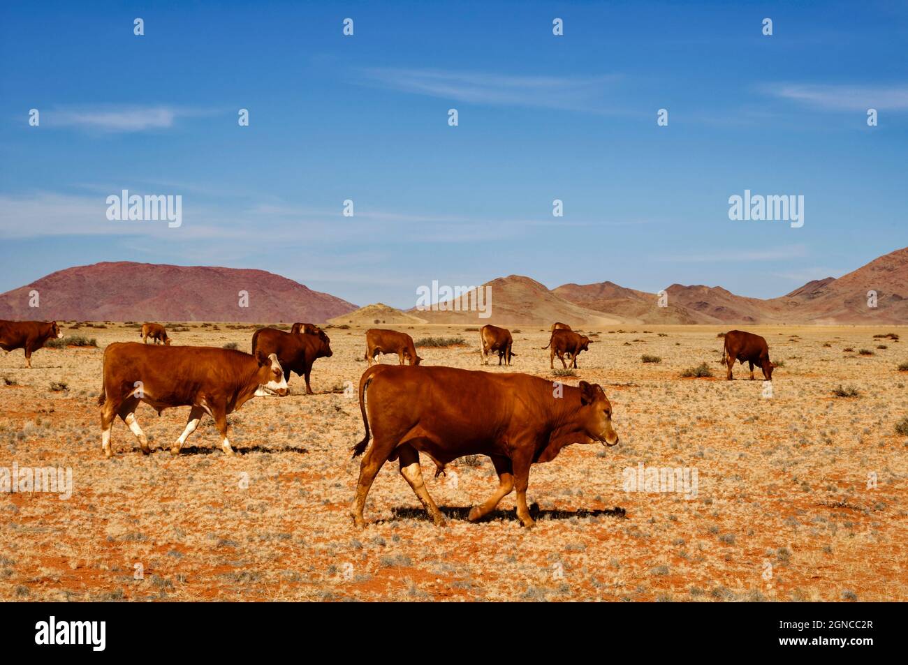 Cattle grazing on Ranch Koiimasis (guest farm) west of Helmeringhausen ...