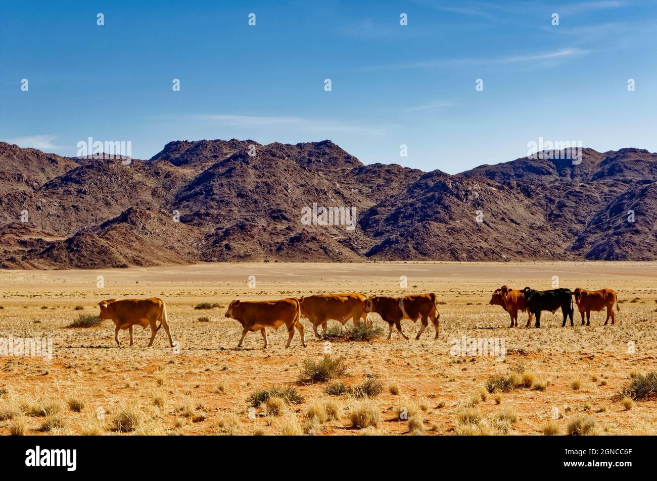 Cattle grazing on Ranch Koiimasis (guest farm) west of Helmeringhausen ...