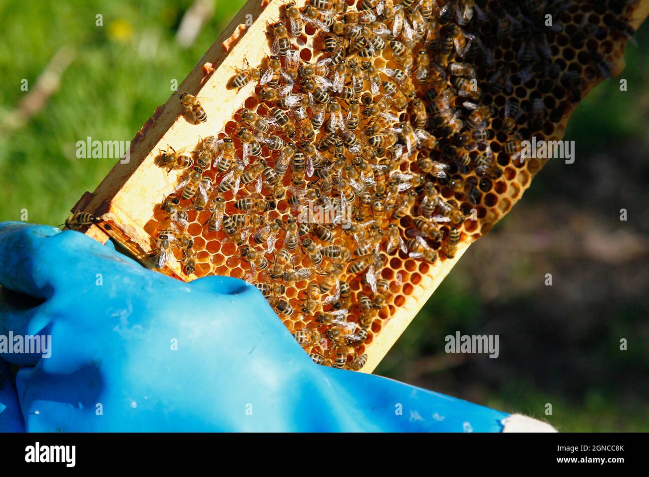 England, Kent, Yalding Organic Gardens, Food, Fresh honey being harvested from bee hive. Stock Photo