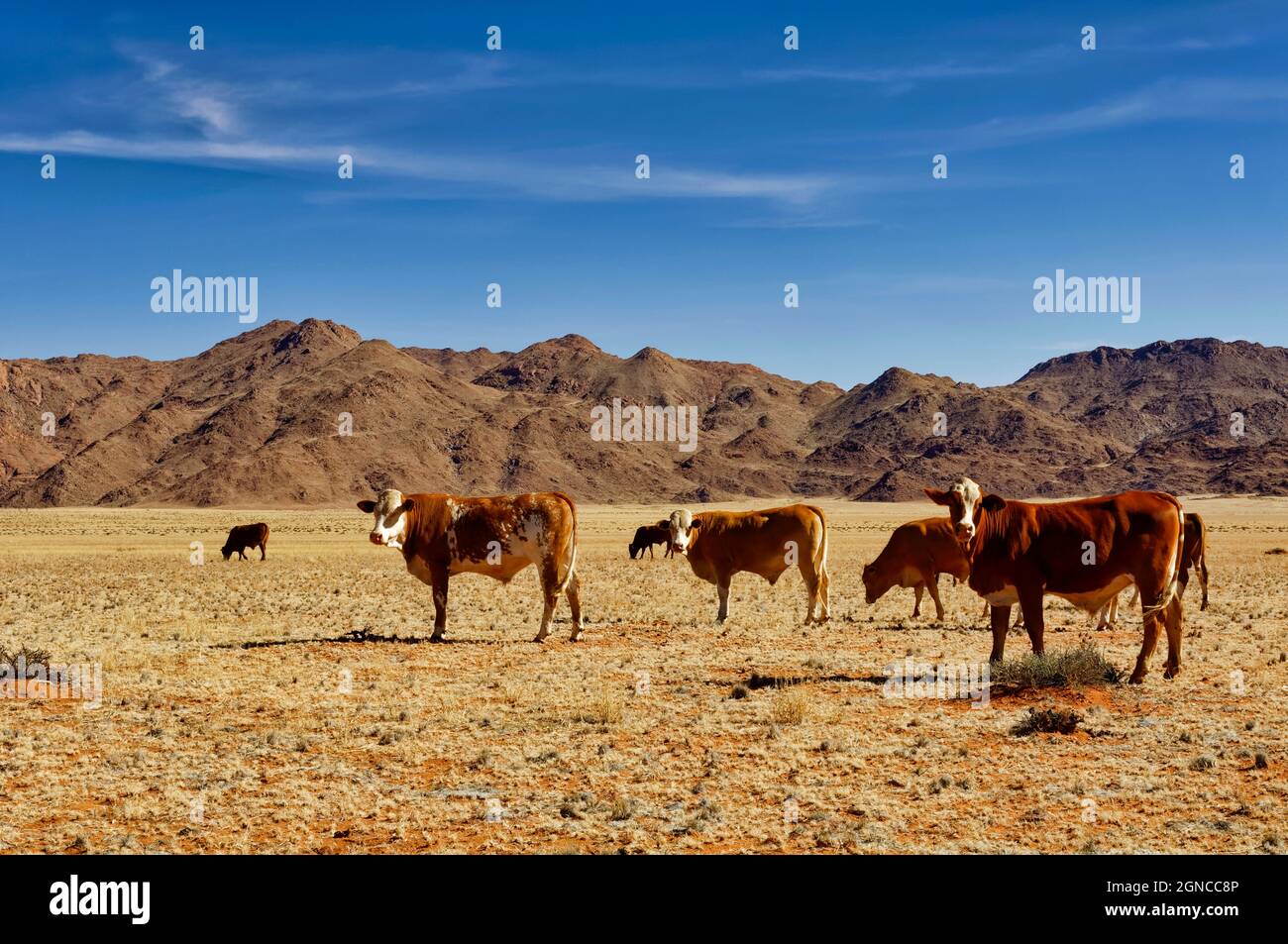 Cattle grazing on Ranch Koiimasis (guest farm) west of Helmeringhausen ...