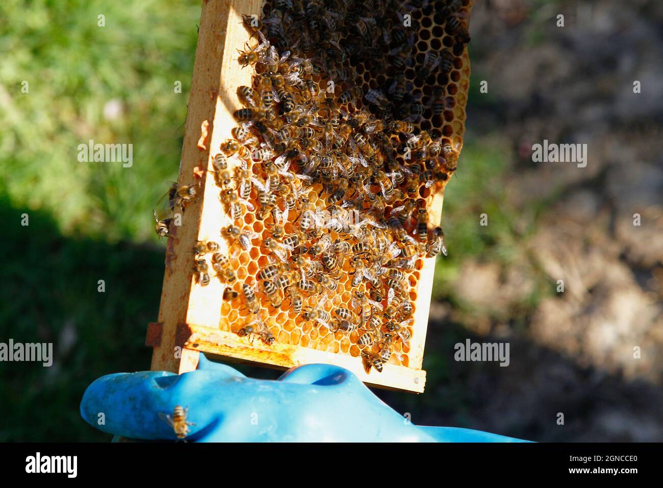 England, Kent, Yalding Organic Gardens, Food, Fresh honey being harvested from bee hive. Stock Photo