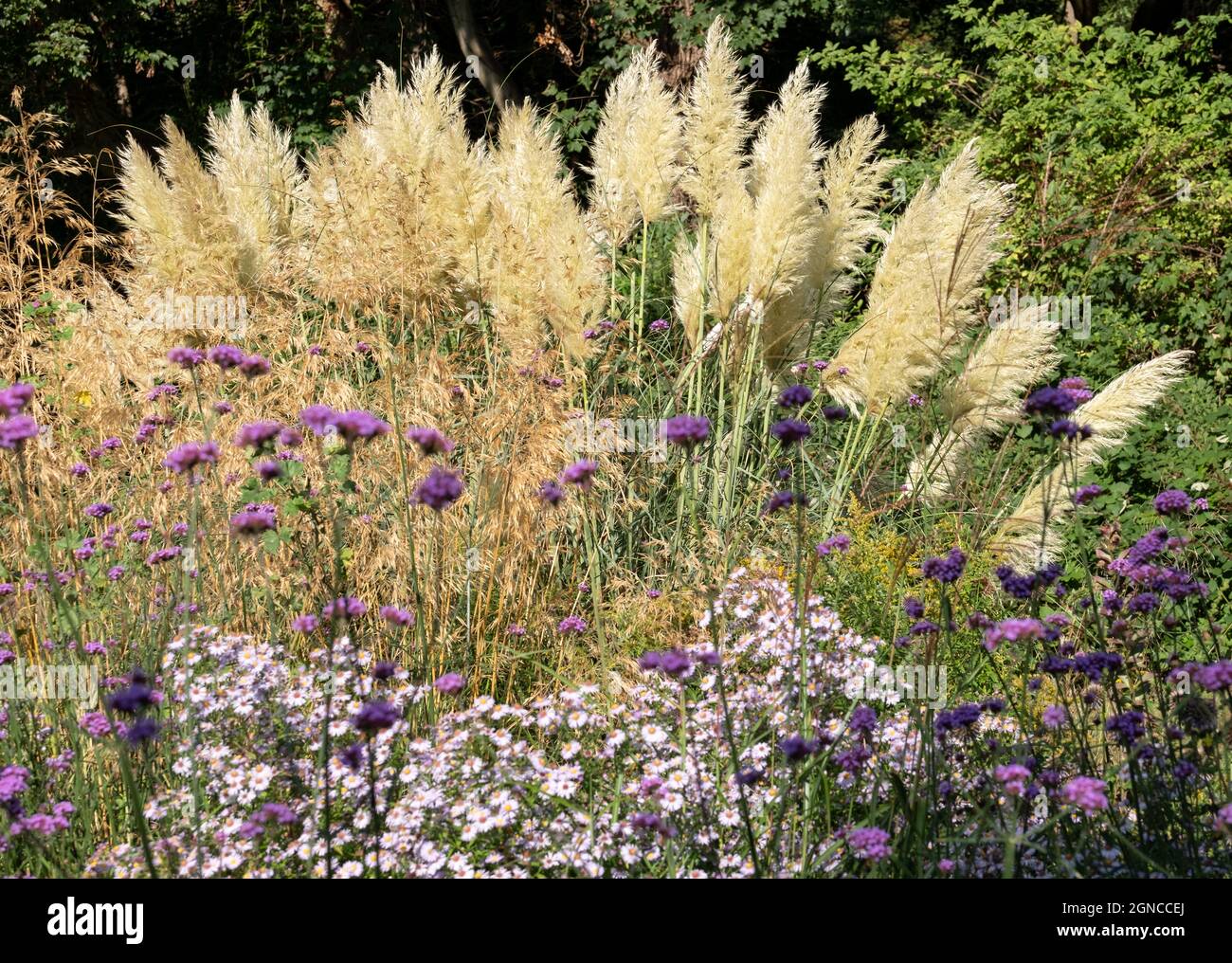 Pampas grass growing in a flower bed outside Eastcote House historic