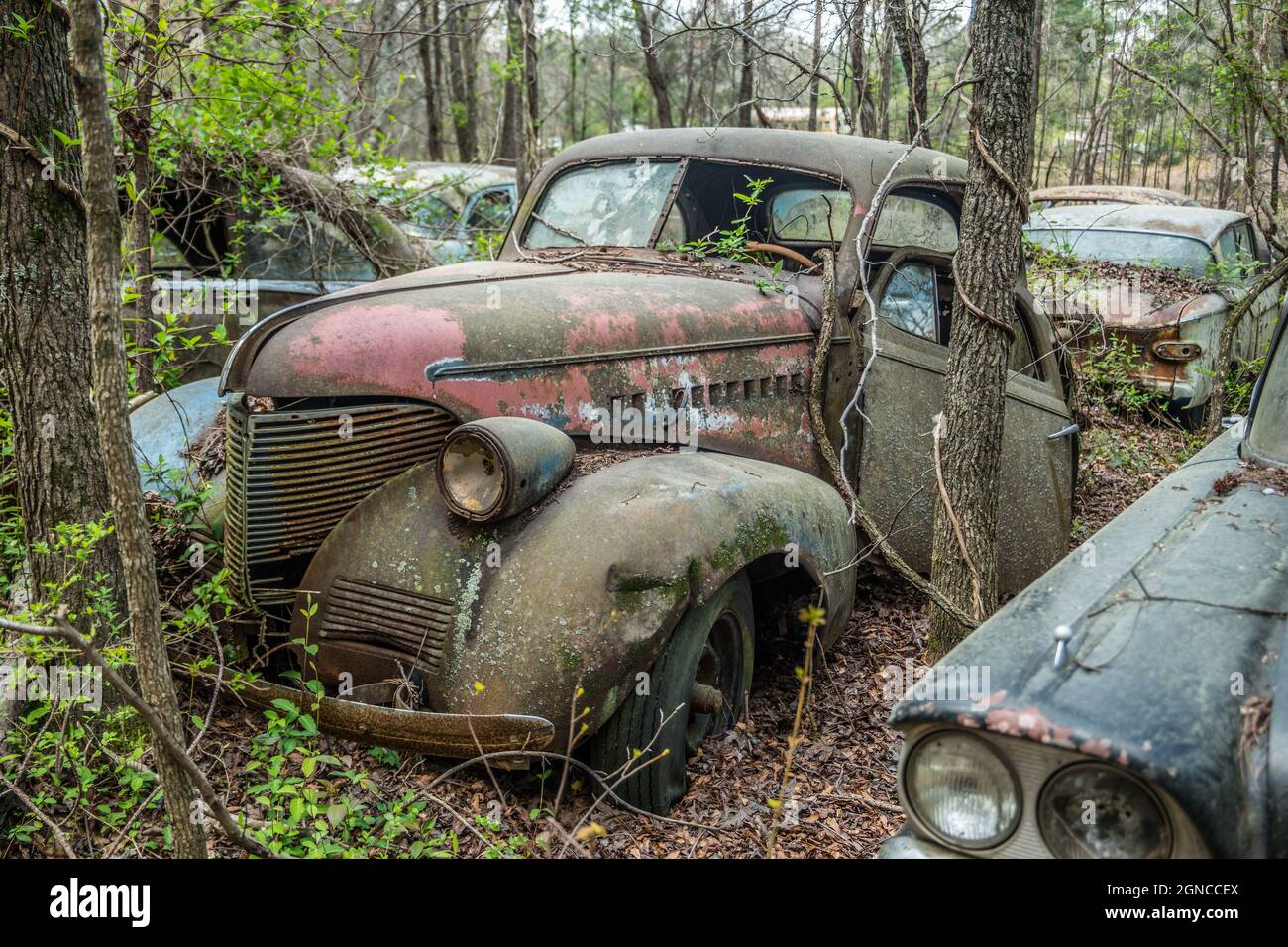 Several cars of different eras abandoned in the woodlands with nature taking over broken rusted and rotting away Stock Photo
