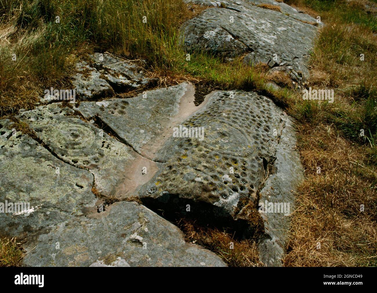View SSW of prehistoric rock carvings at High Banks Farm, Dumfries and Galloway, Scotland, UK, showing numerous cupmarks surrounding cups-and-rings. Stock Photo