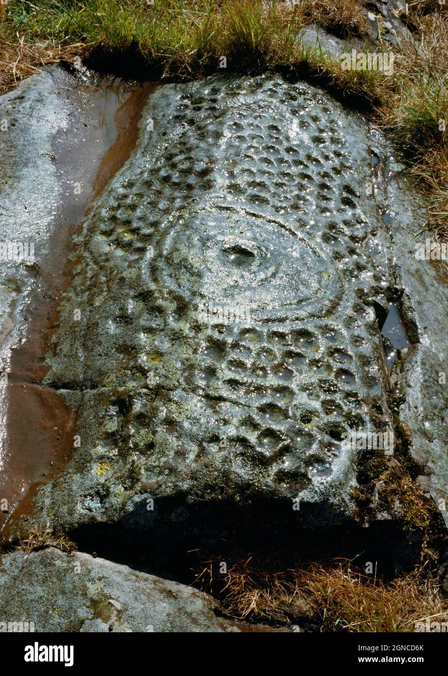 Detail view SSW of prehistoric rock carvings at High Banks Farm, Dumfries and Galloway, Scotland, UK: numerous cupmarks surrounding a cup-and-rings. Stock Photo