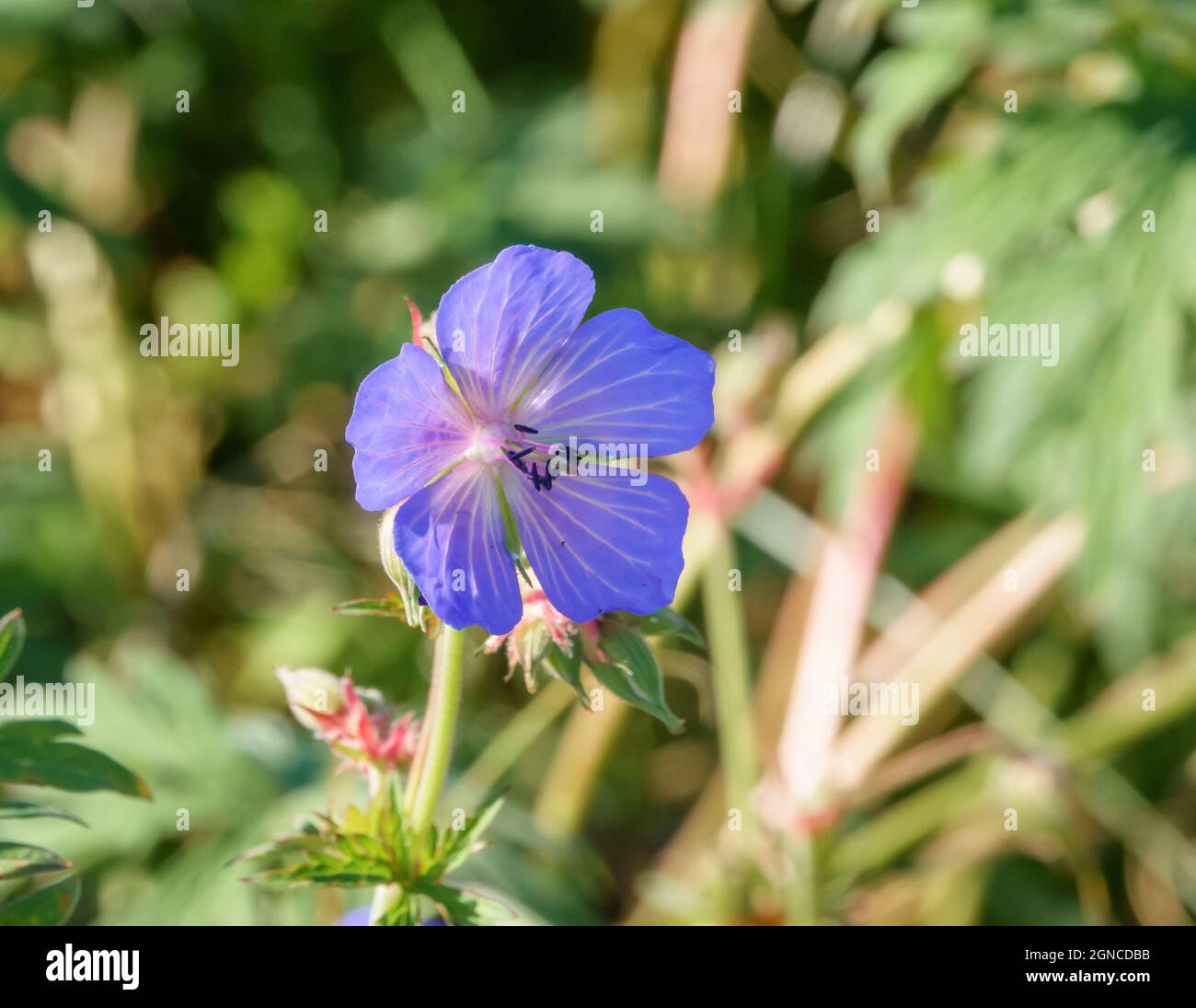 Violet Orchid Uk High Resolution Stock Photography and Images Alamy