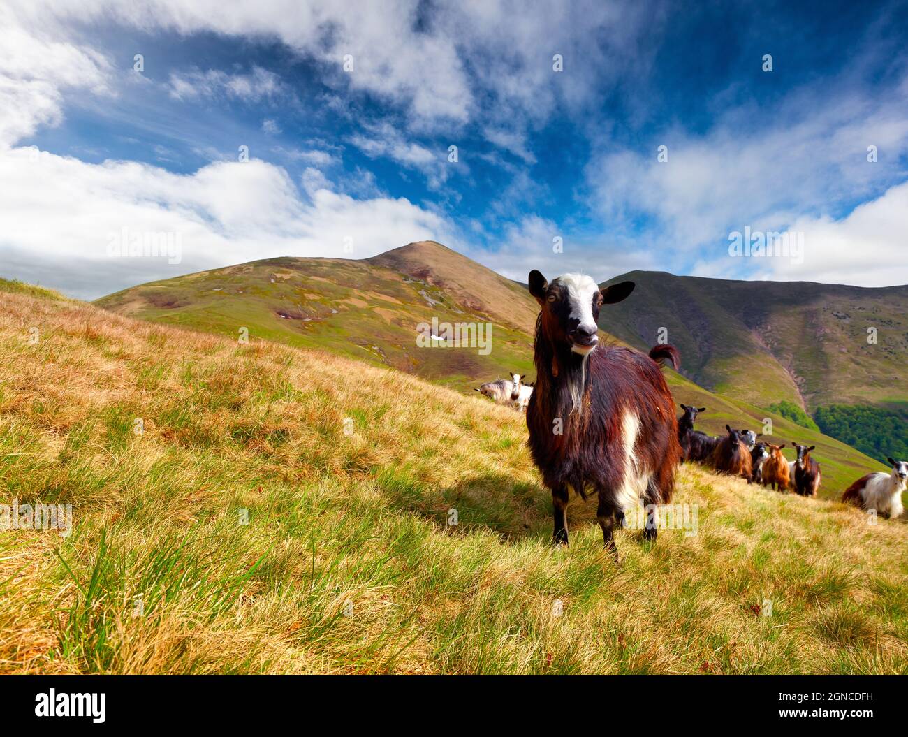 Flock of sheep and goat in the Carpathian mountains. Sunny summer scene ...