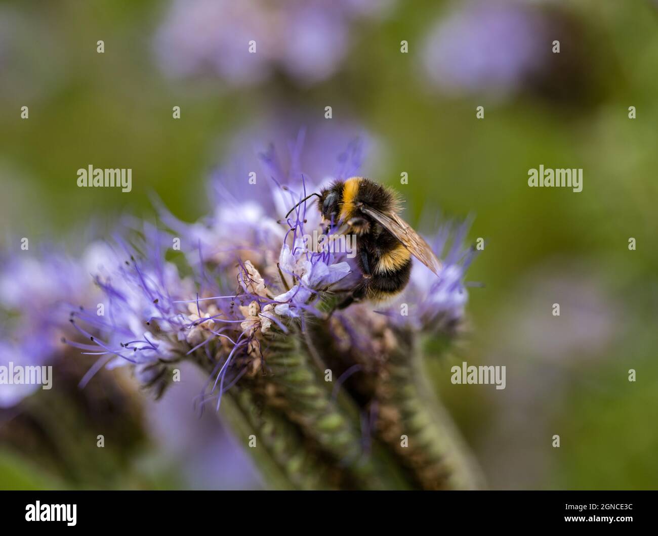 Bumblebee on lacy phacelia (purple tansy or Phacelia tanacetifolia), Scotland, UK Stock Photo