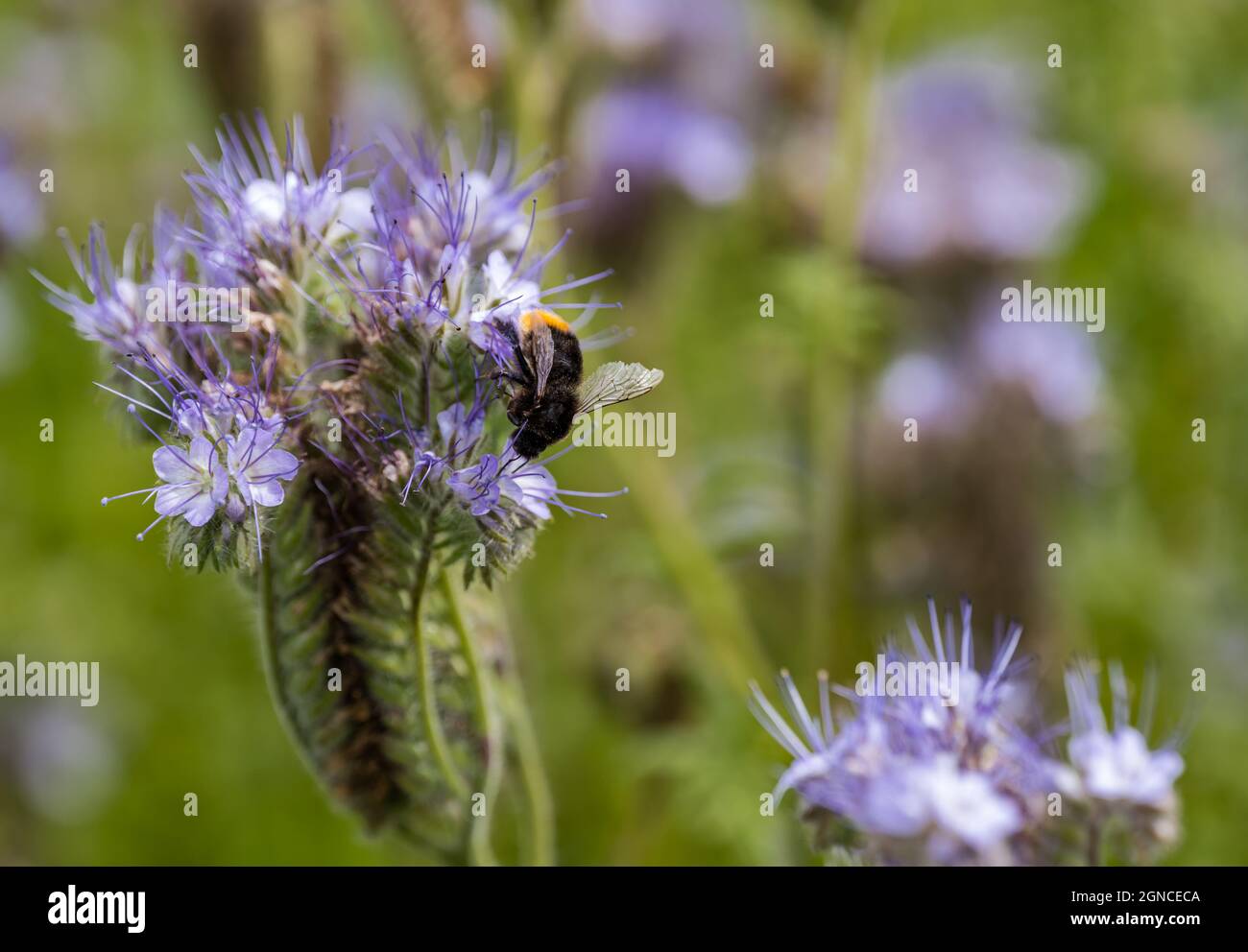 Bumblebee on lacy phacelia (purple tansy or Phacelia tanacetifolia), Scotland, UK Stock Photo