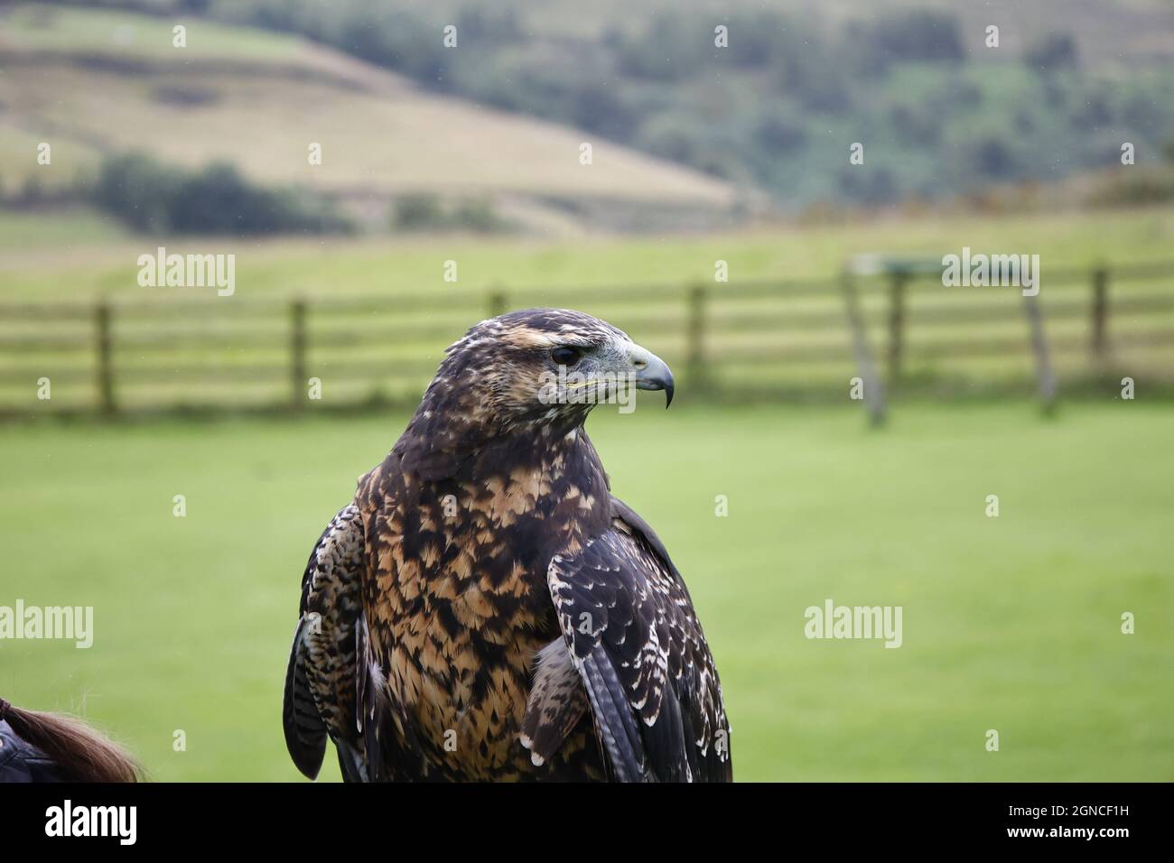 Bird prey birds prey centre hi-res stock photography and images - Page 3 -  Alamy