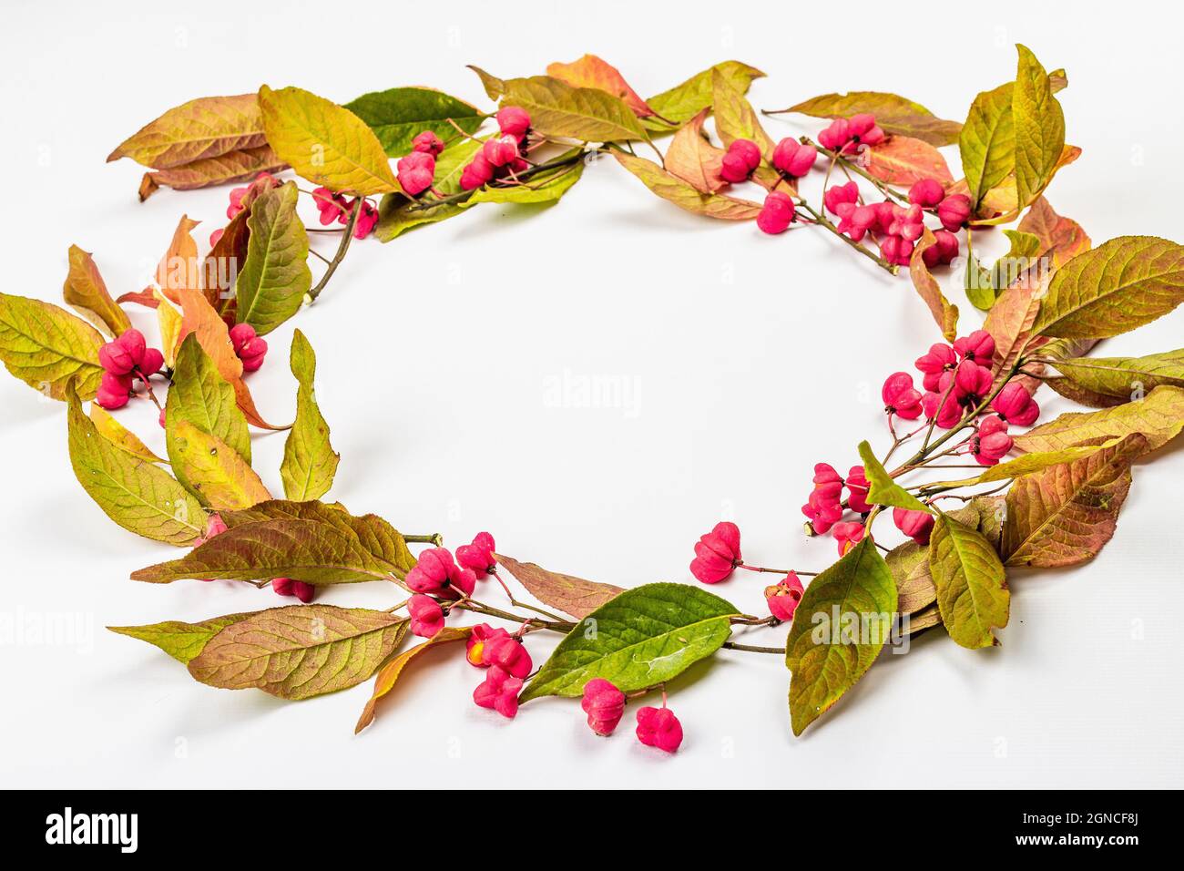 Wreath from Euonymus europaeus isolated on a white background. Autumn frame decorative composition with toxic fruits, orange seeds, and fall colorful Stock Photo