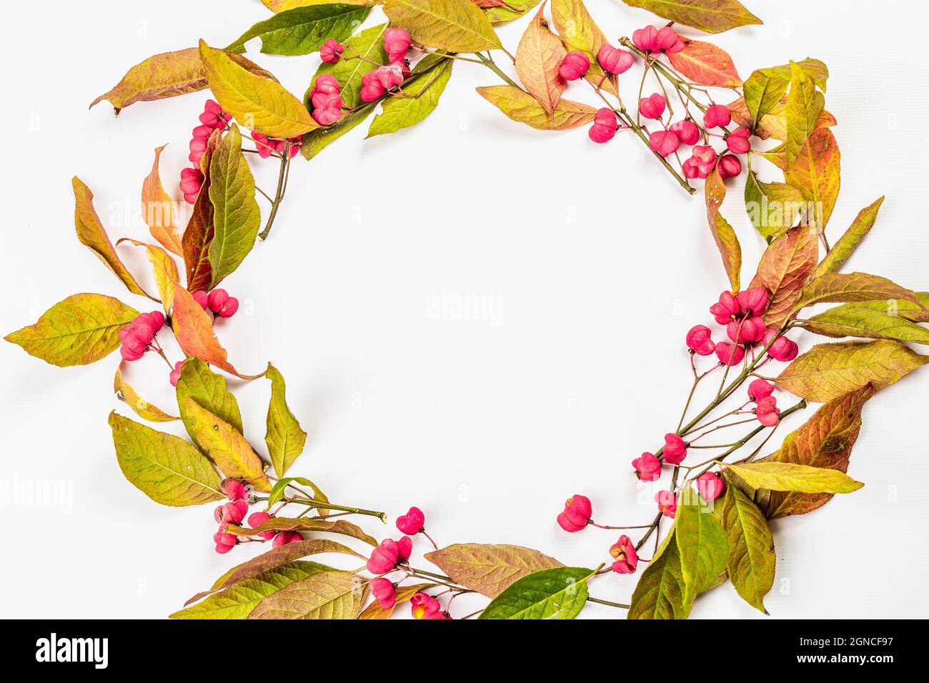 Wreath from Euonymus europaeus isolated on a white background. Autumn frame decorative composition with toxic fruits, orange seeds, and fall colorful Stock Photo