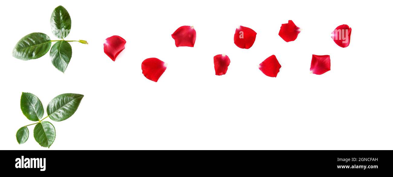 Flowers composition. Petals of a red rose isolated on white background ...