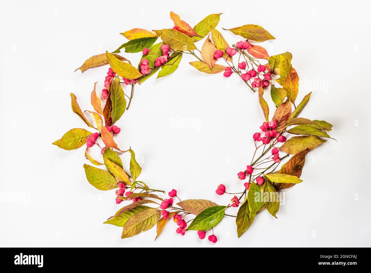 Wreath from Euonymus europaeus isolated on a white background. Autumn frame decorative composition with toxic fruits, orange seeds, and fall colorful Stock Photo