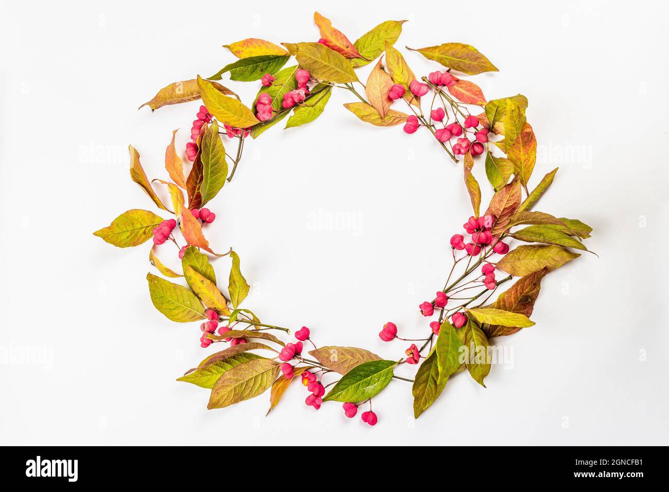 Wreath from Euonymus europaeus isolated on a white background. Autumn frame decorative composition with toxic fruits, orange seeds, and fall colorful Stock Photo