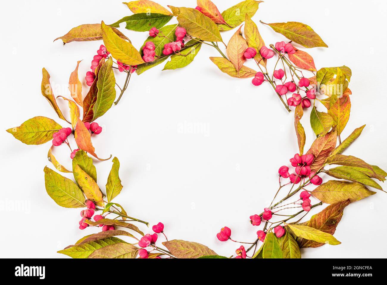 Wreath from Euonymus europaeus isolated on a white background. Autumn frame decorative composition with toxic fruits, orange seeds, and fall colorful Stock Photo